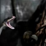 皇家赌场平台的安全性与玩家隐私保护措施 o6kylho