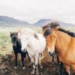 皇冠体育app:畅享全球体育赛事的最佳平台 t8vqq6l