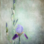 NBA视频直播在线观看高清免费无广告 z2dtzu